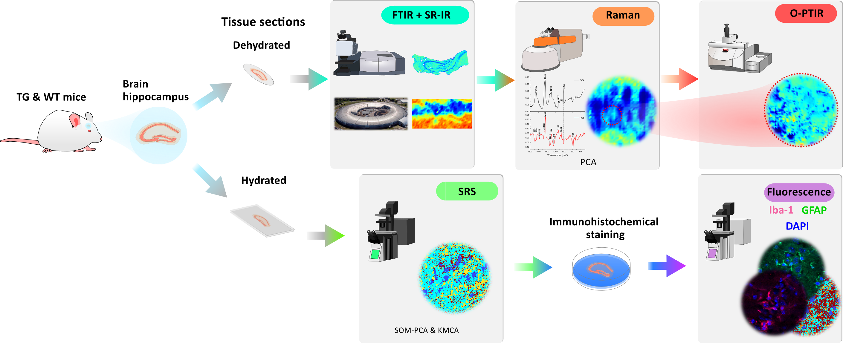 Behind the Paper: Spatially resolved lipid profiling in tauopathy mouse brain by label-free chemical imaging