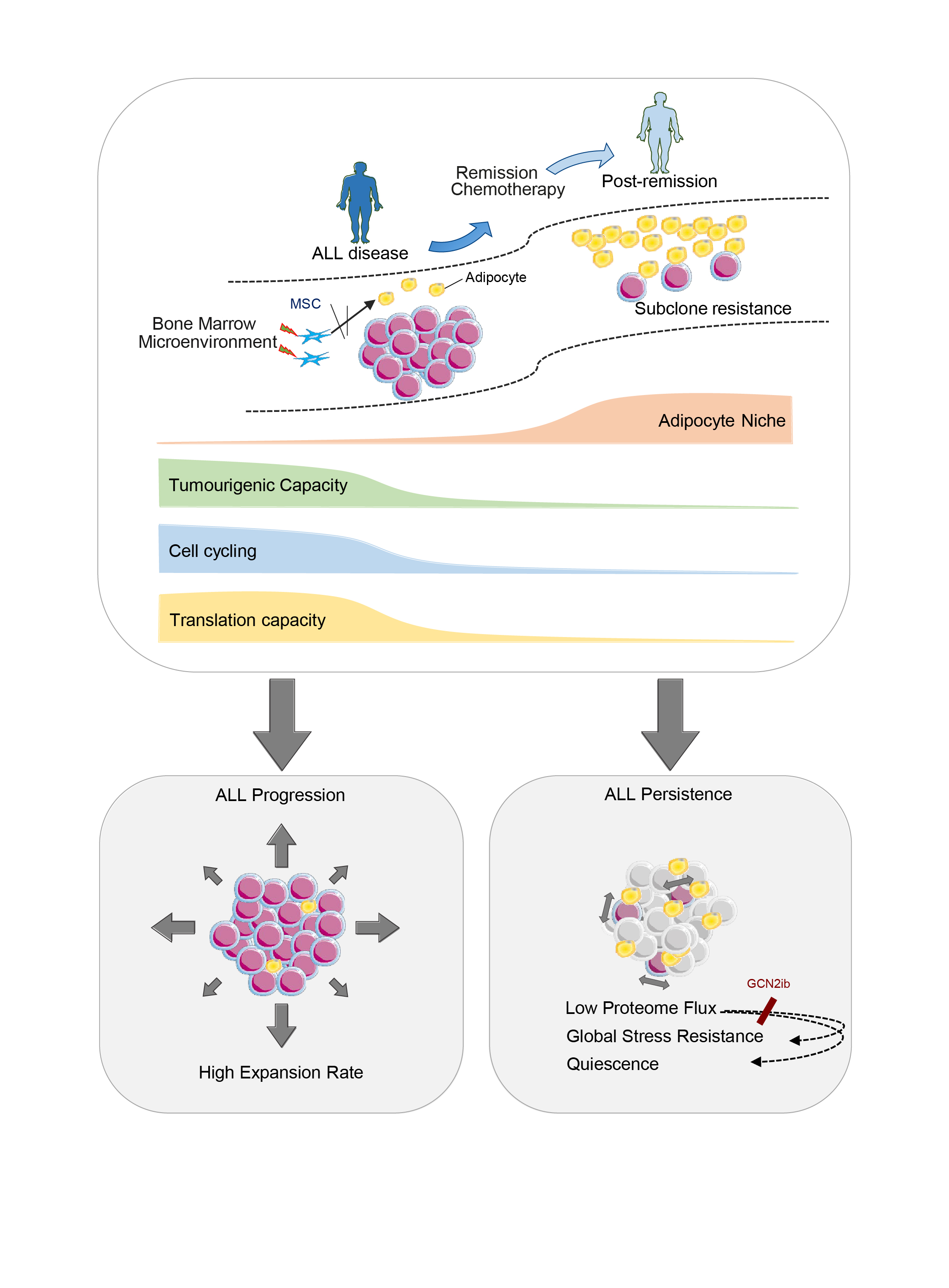 The role of adipocytes in acute lymphoblastic leukaemia treatment resistance: a view from the clinic and the bench