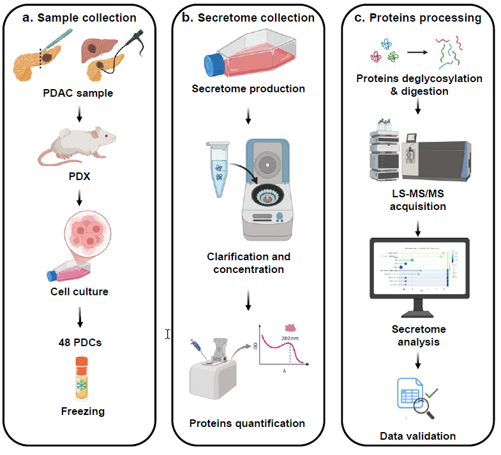 Looking beyond the transcriptome: what do pancreatic cancer cells release into their environment?