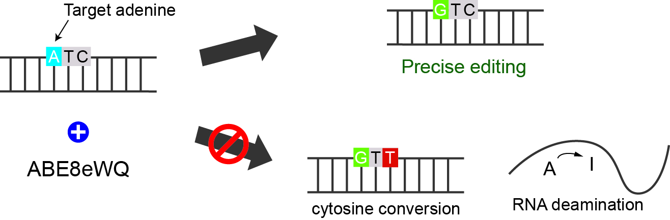 Adenine base editors engineering reduces editing of bystander cytosines