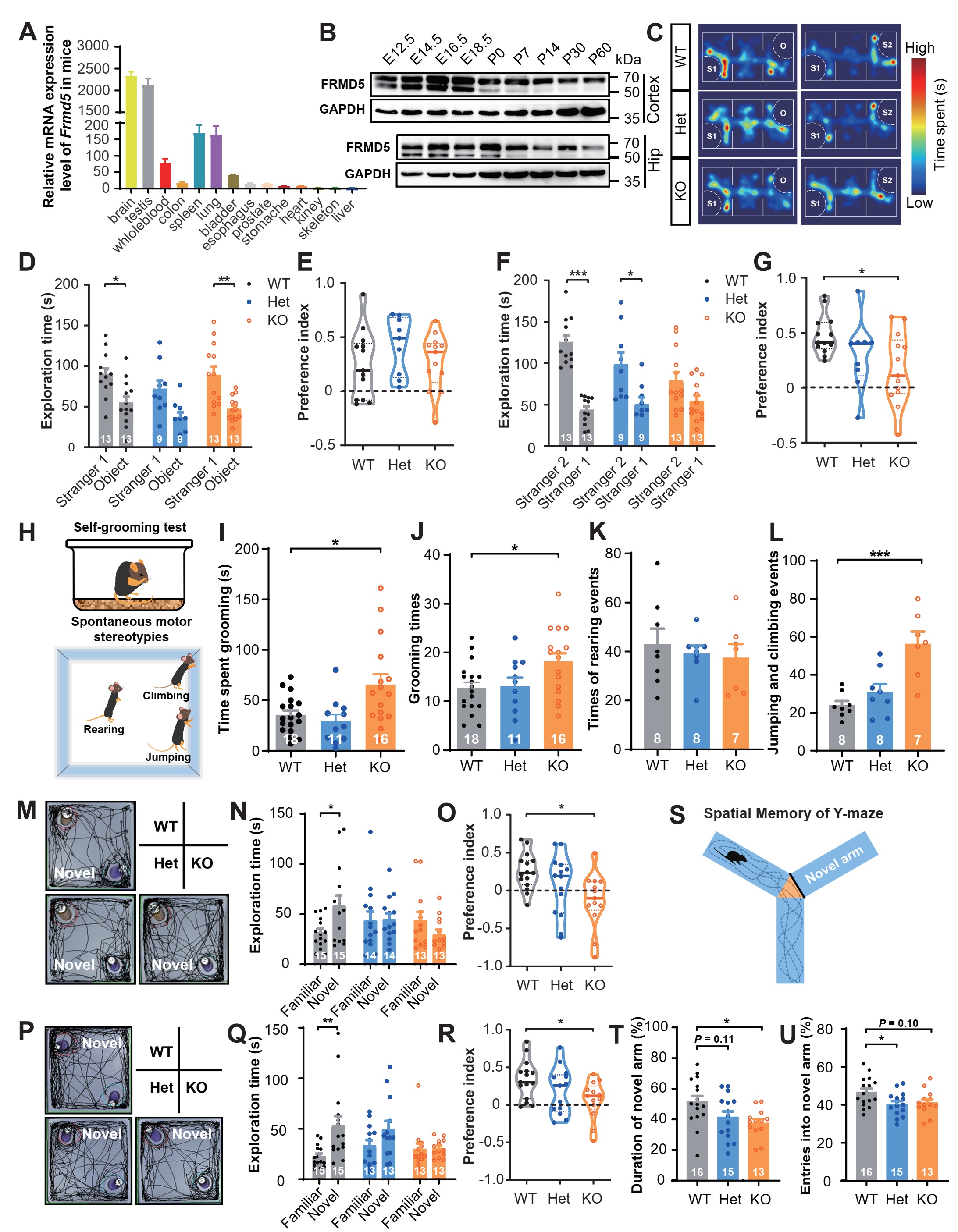 Deficiency of FRMD5 results in neurodevelopmental dysfunction and autistic-like behavior in mice