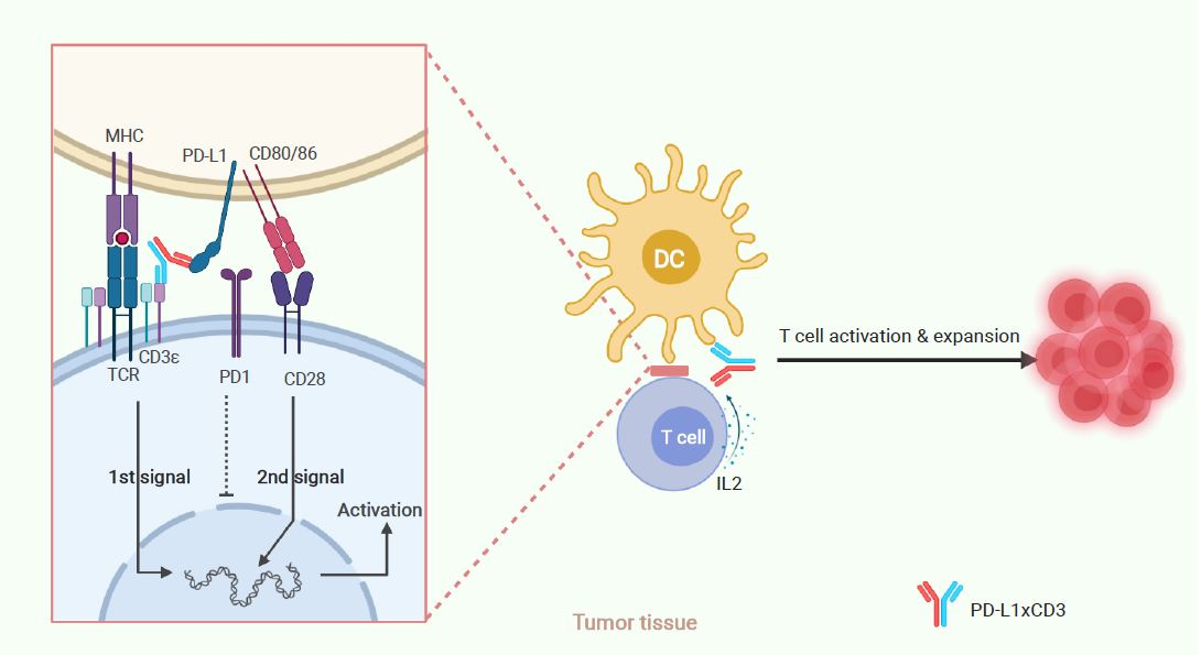 Rejuvenation of tumour-specific T cells through bispecific antibodies targeting PD-L1 on dendritic cells