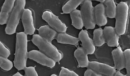 Probiotics, microbiota and human health:  Sifting hope from hype