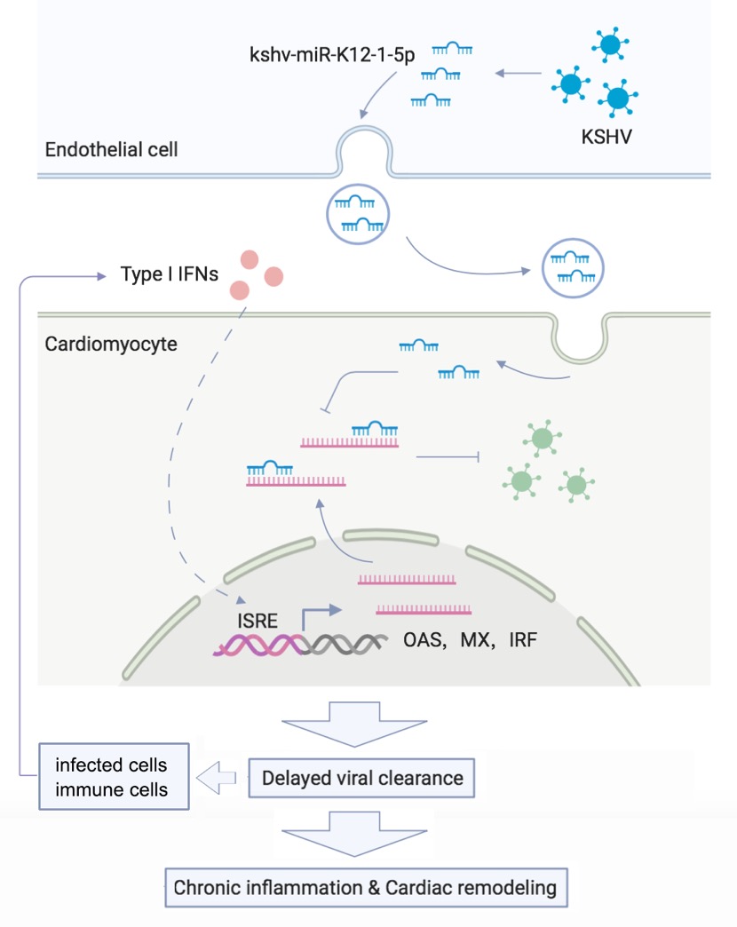 A Kaposi’s sarcoma-associated herpes virus-encoded microRNA contributes to dilated cardiomyopathy