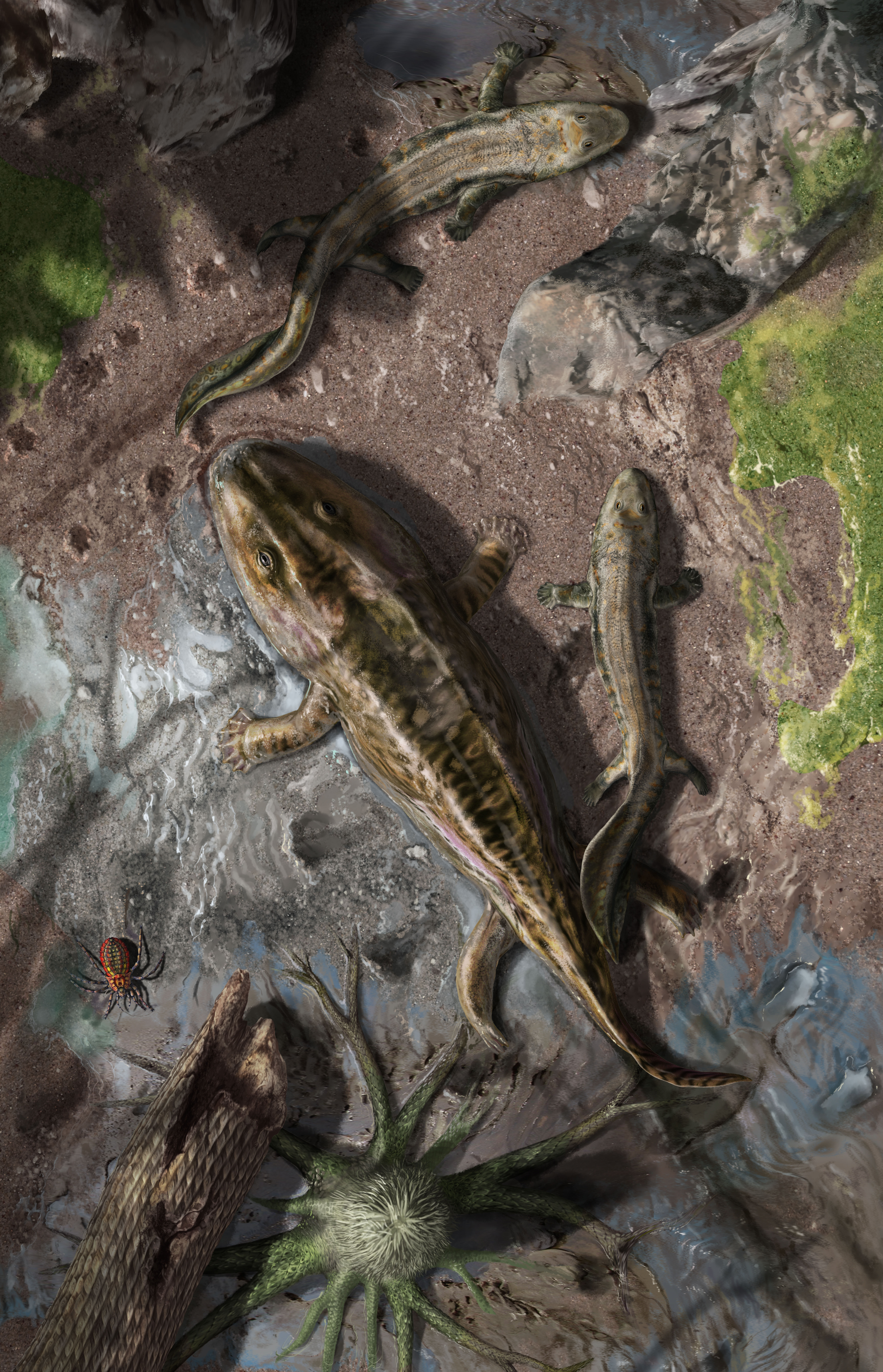 Speedy evolution during the rise of tetrapods