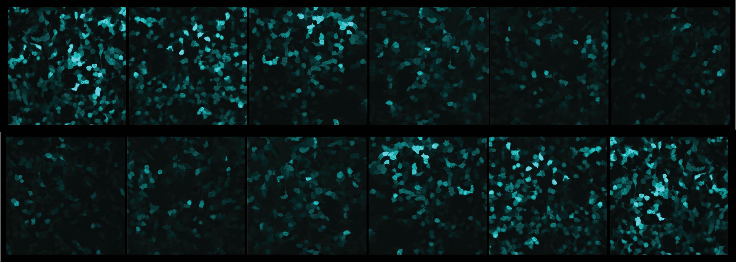 Gene expression gets a tune up