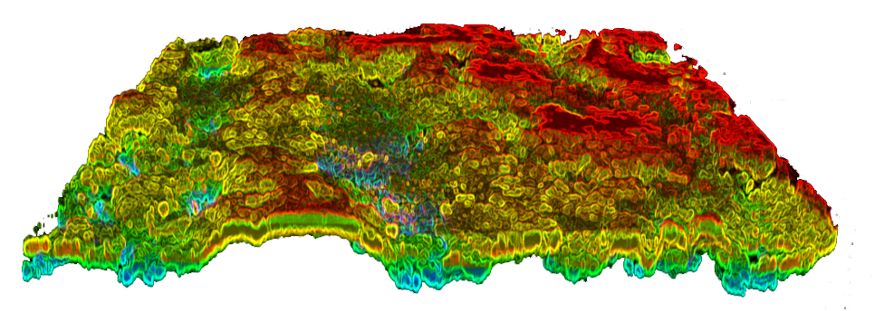 Division of labour in cyanobacterial biofilms