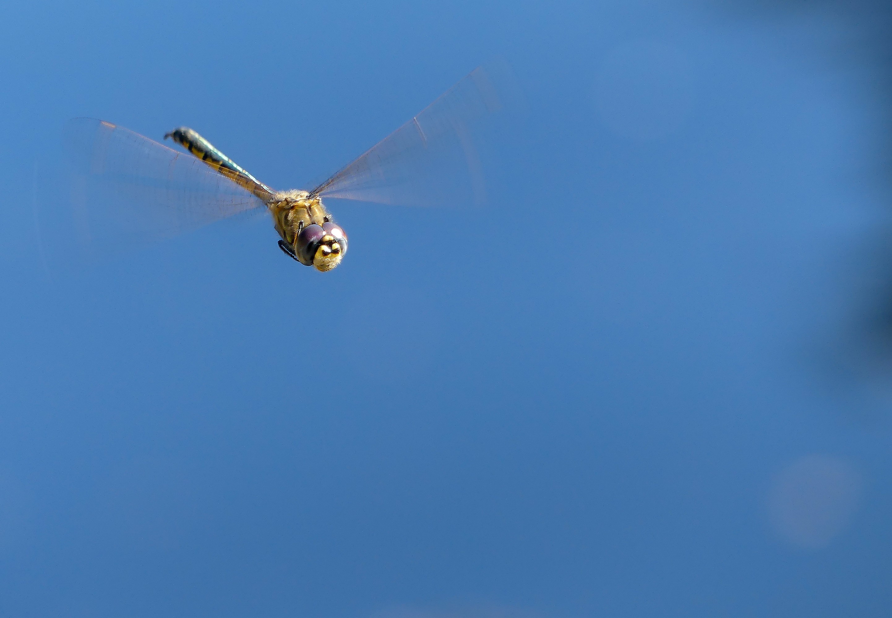 How Dragonflies Balance Attention and Distraction  