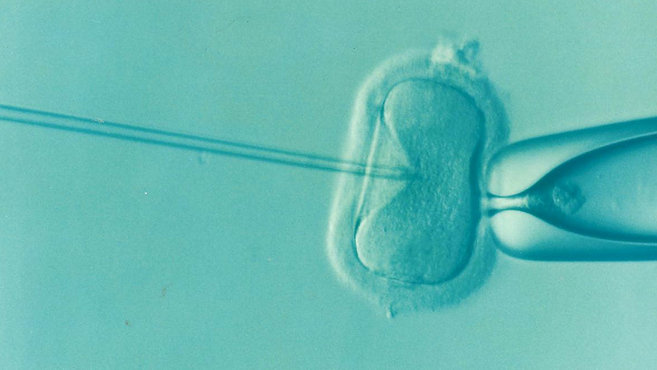 Celebrating World IVF Day 2025
