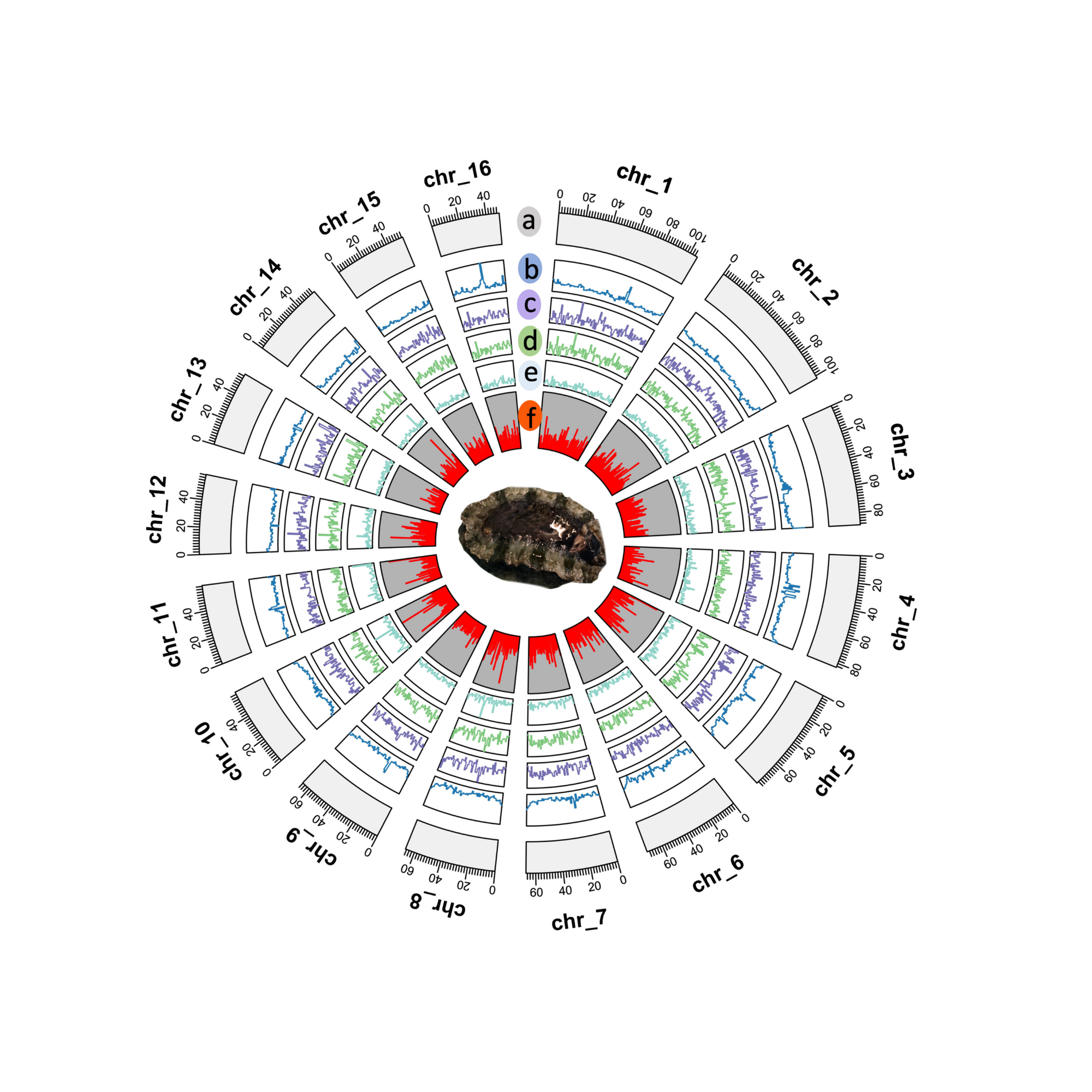 Unveiling the First Tropical Abalone Genome: A Milestone in Abalone Genomics