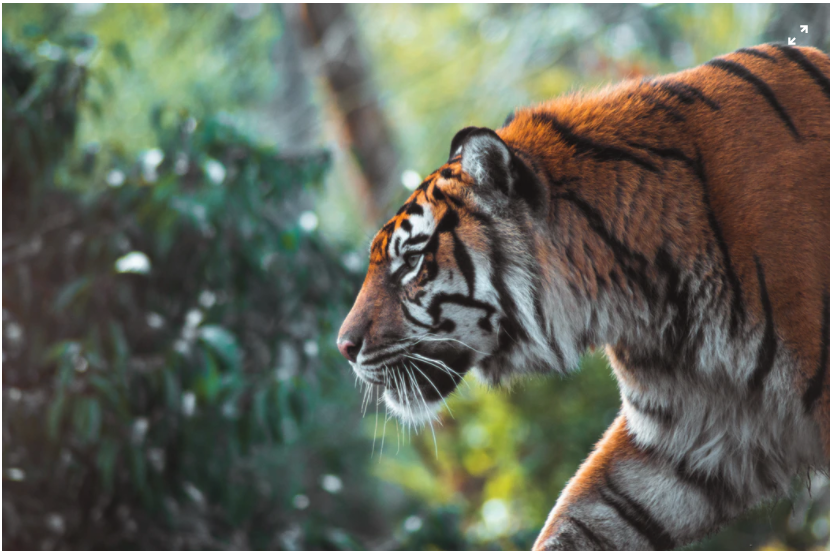 Conservation Creator: Arvind Kumar Chaurasia