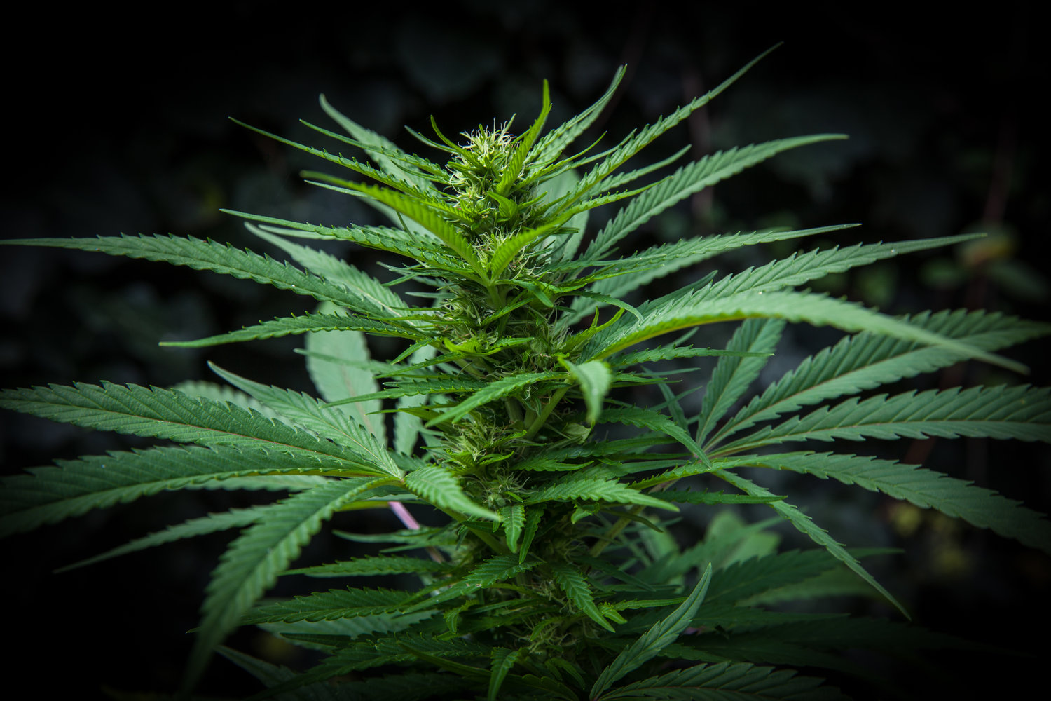 Measuring Variation in U.S. State Cannabis Policy