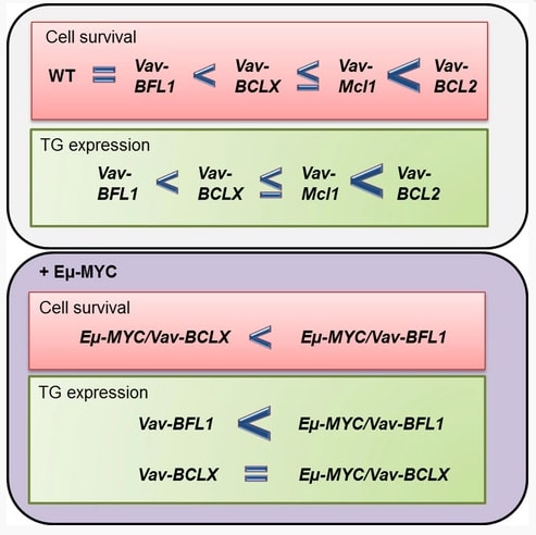 A Highlight from The FEBS Journal – April 2018