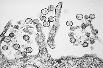 A rodent virus goes to sea: what we can learn about hantaviruses from the MV Hondius outbreak