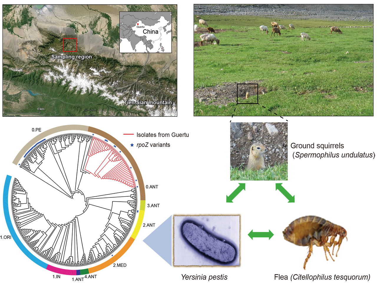 Extended phenotype: changes of flea biting behavior through selection on the plague pathogen in response to environmental variation