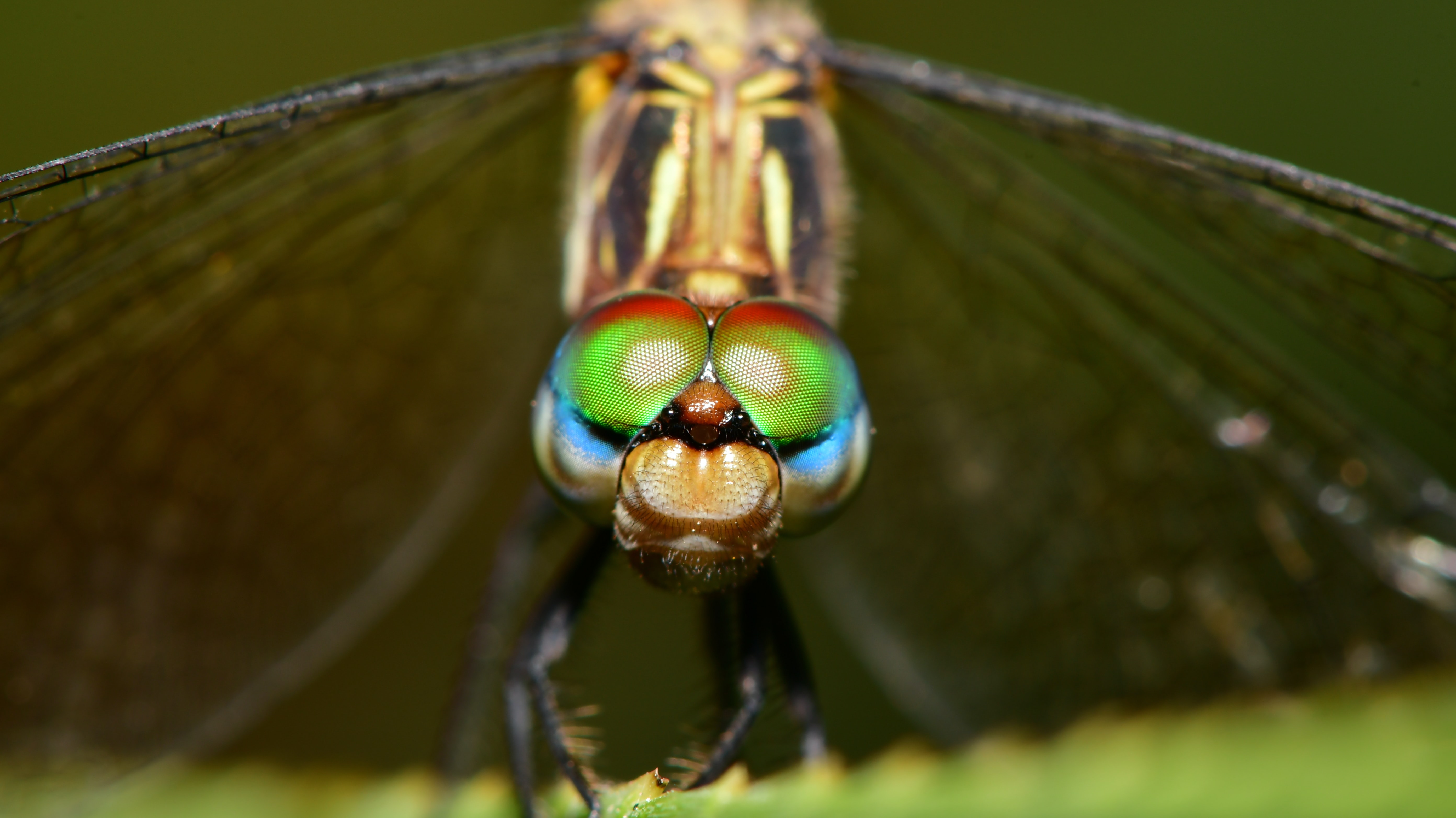 Project Management for Wildlife Conservation