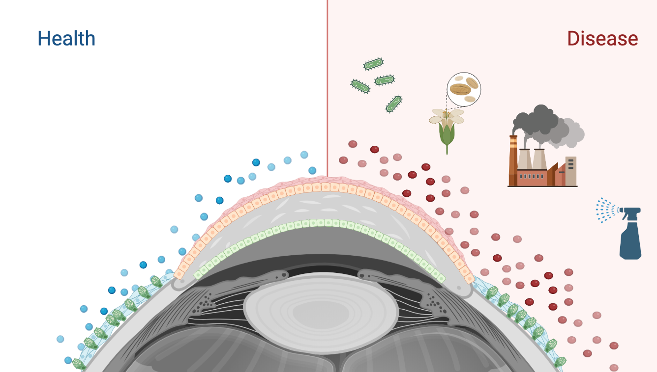 Sex-Based Differences in Conjunctival Goblet Cell Responses to Pro-Inflammatory and Pro-Resolving Mediators