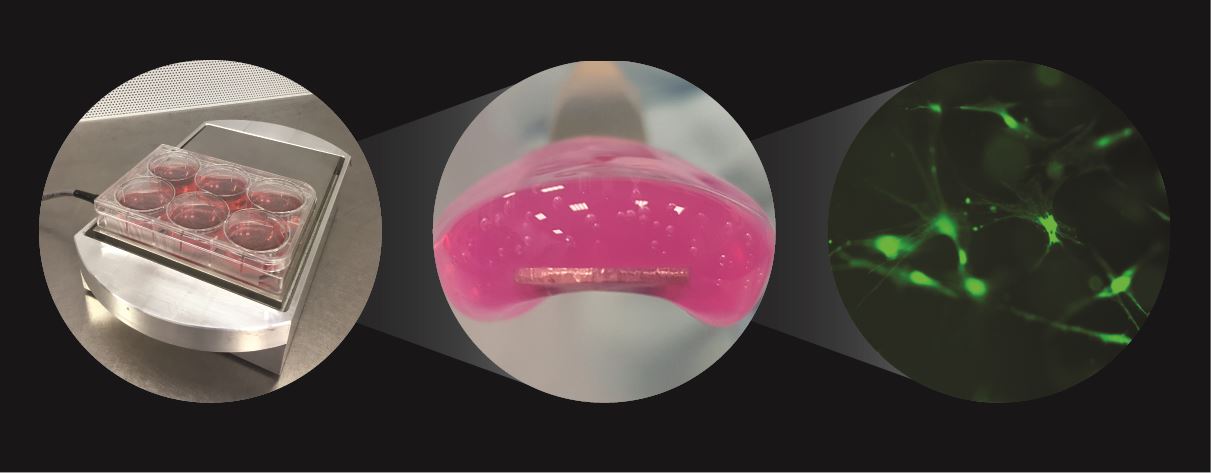 Growing bone using nanovibration