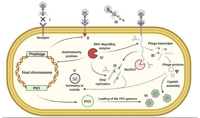 2018: The year of bacterial anti-phage defenses?