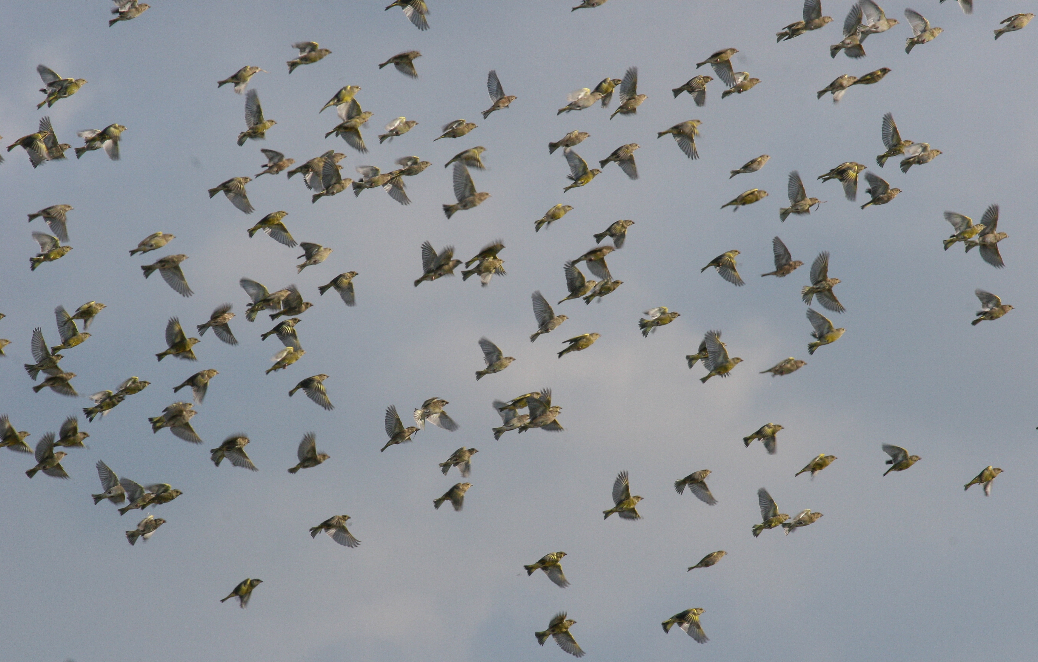 THE GREAT ESCAPE FROM DISEASE: A CASE OF MIGRATION AND COLONIZATION IN BIRDS