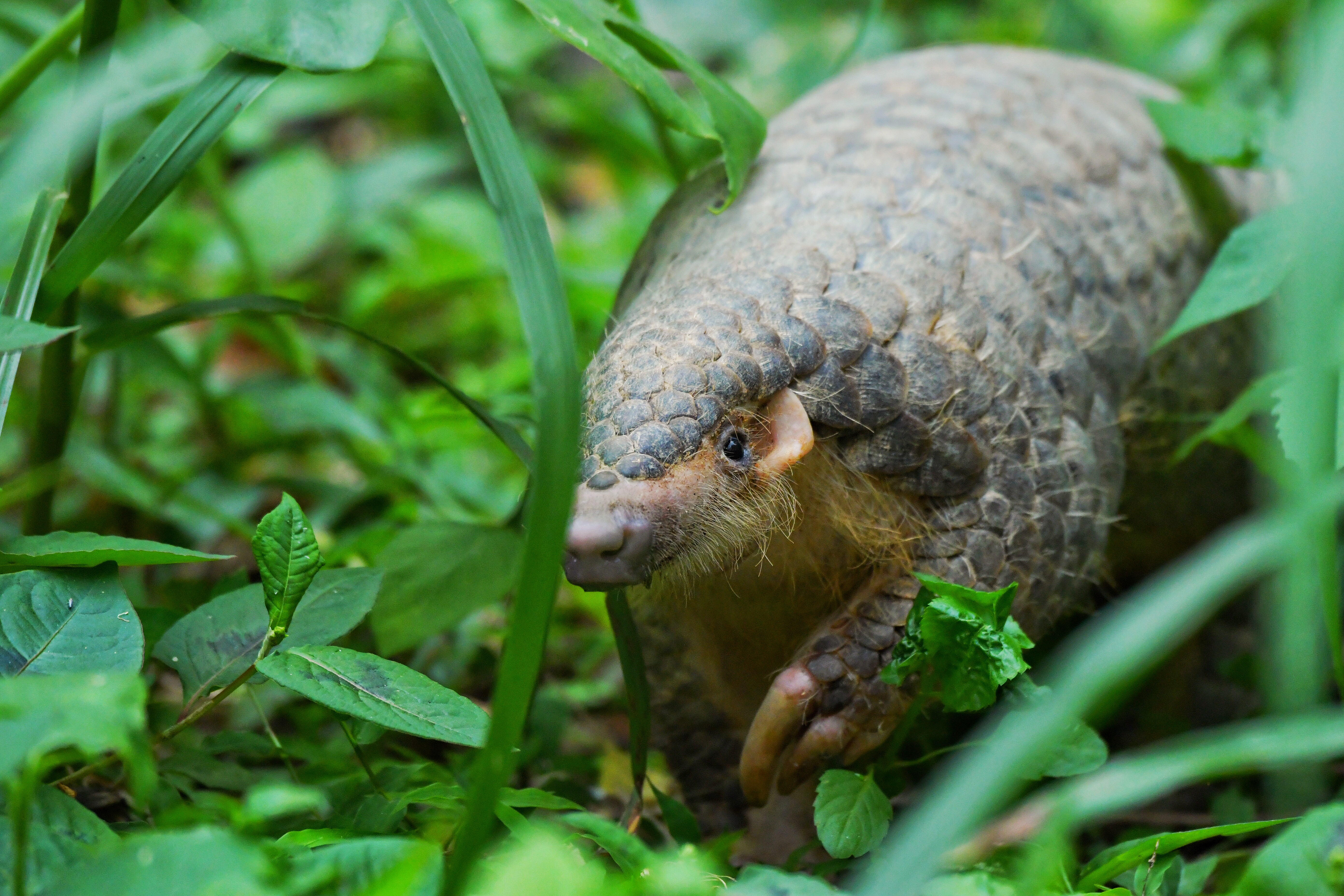 Whole-genome resequencing of Chinese pangolins reveals a population structure and providing insights into their conservation