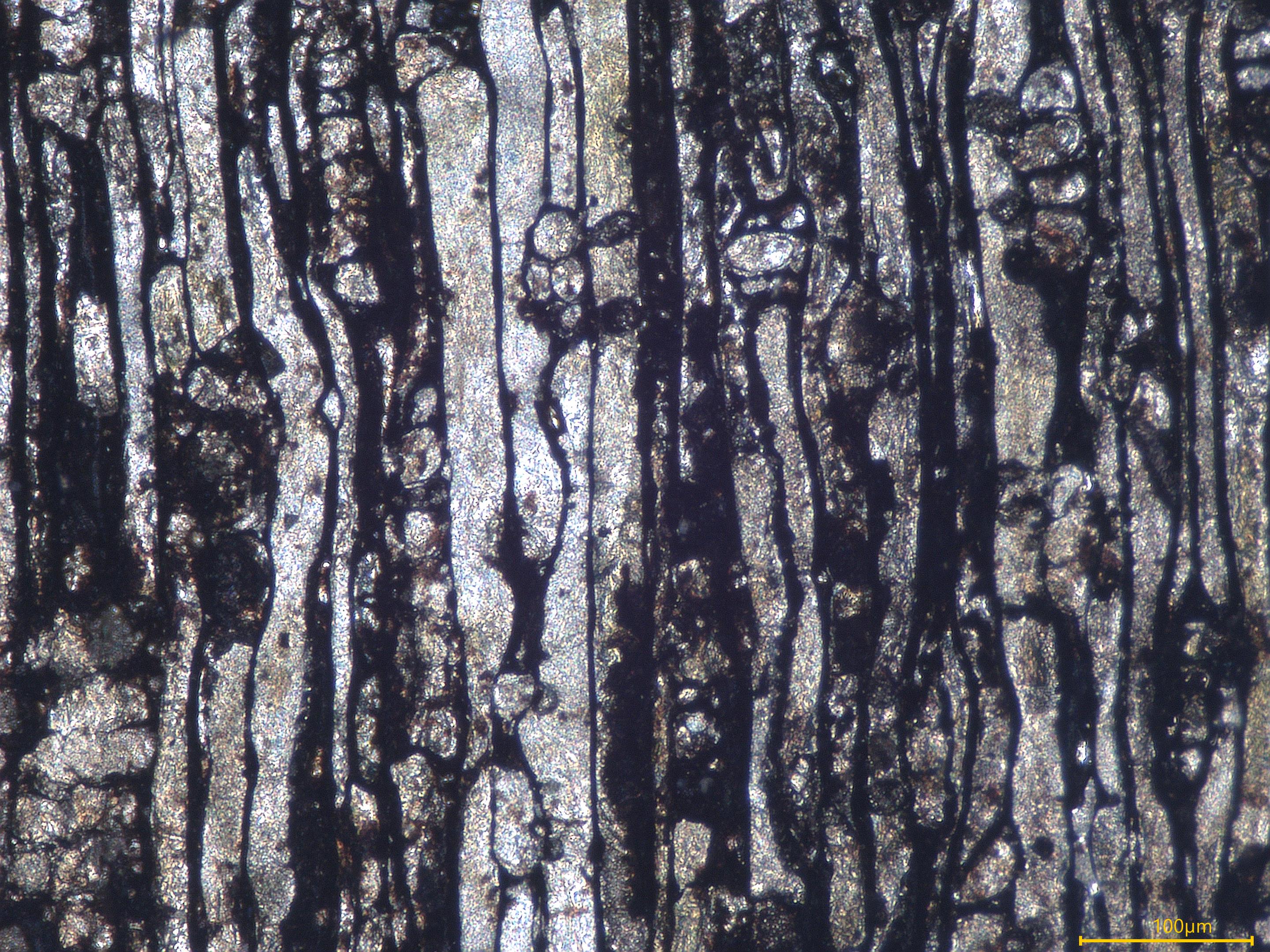 Tiny bubbles in very old woods: A snapshot into the evolution of plant vascular systems 