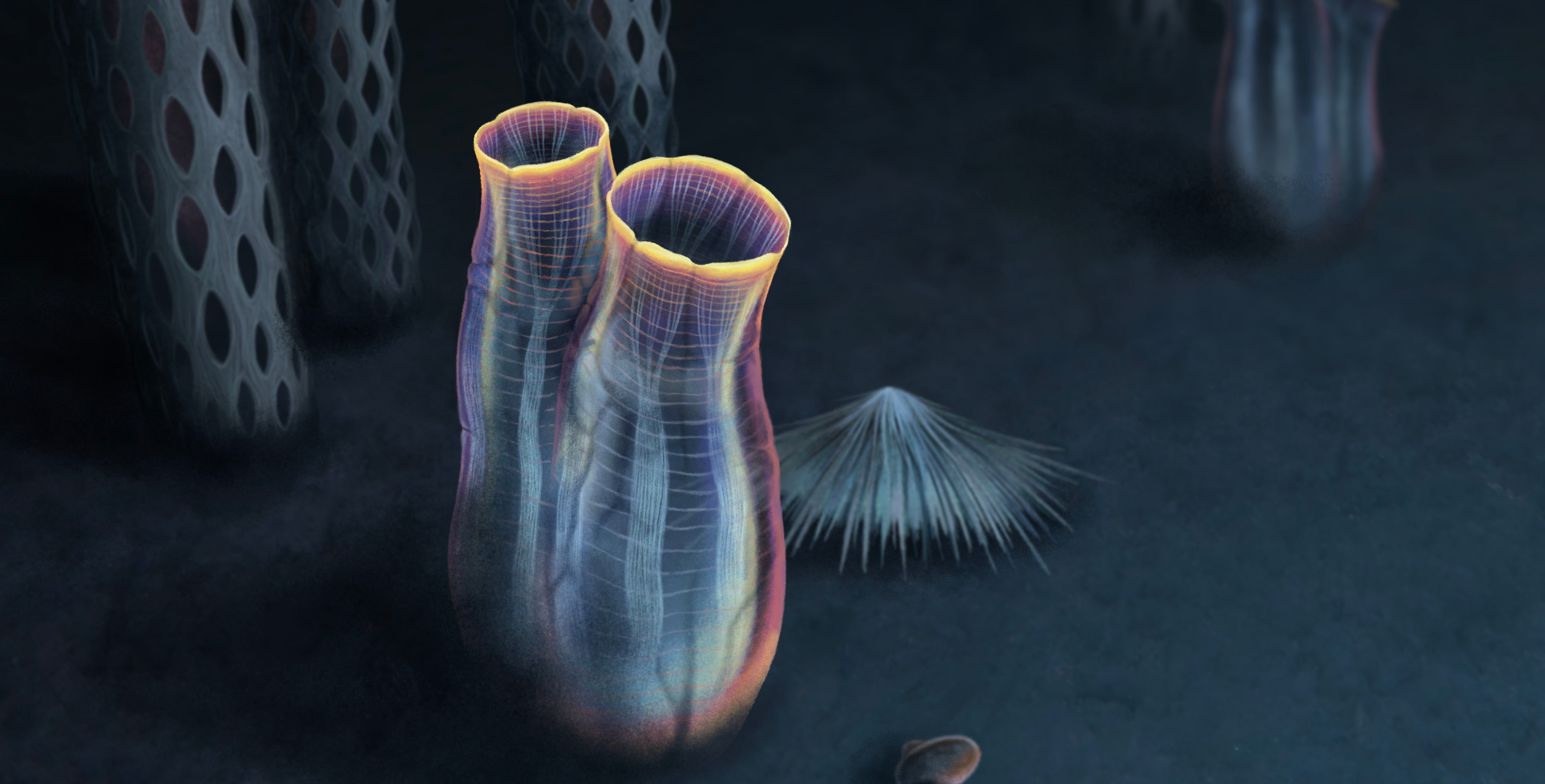 A new fossil unveils the origins of our distant cousins: the tunicates