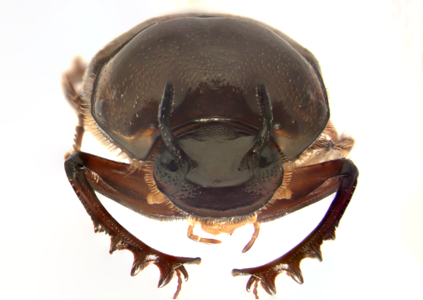 What can horned beetles tell us about the mechanisms of plasticity and their evolution?