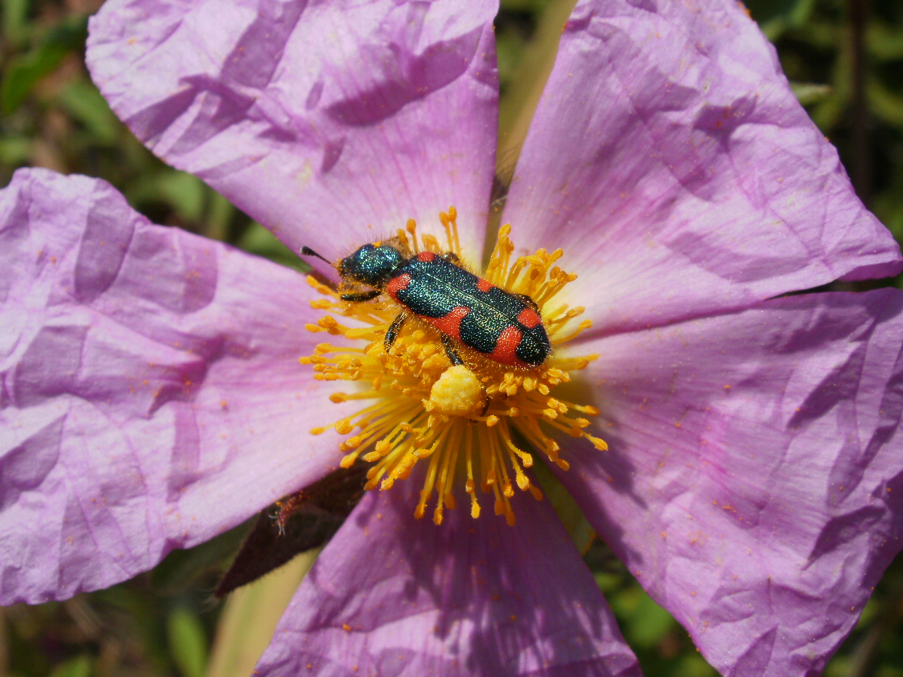 Smells like purple: when color covaries with scent in the flowers of an entire community
