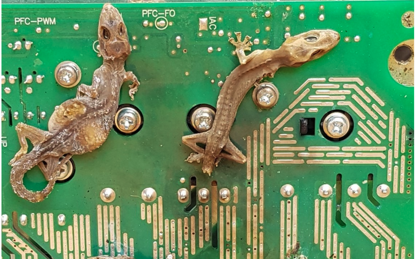 Massacre on the motherboard: The Impact of Commensal Geckos on Electrical Infrastructure: The Case of Hemidactylus frenatus on Saipan