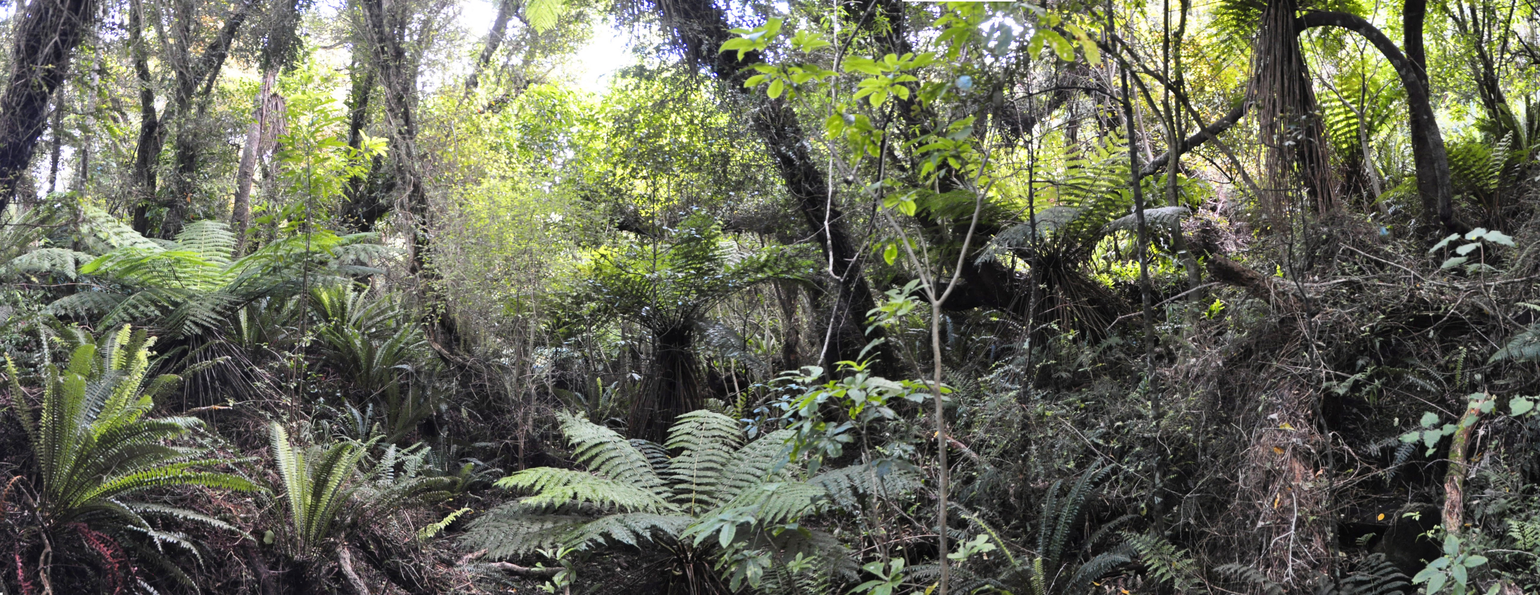 Conserving species' niches