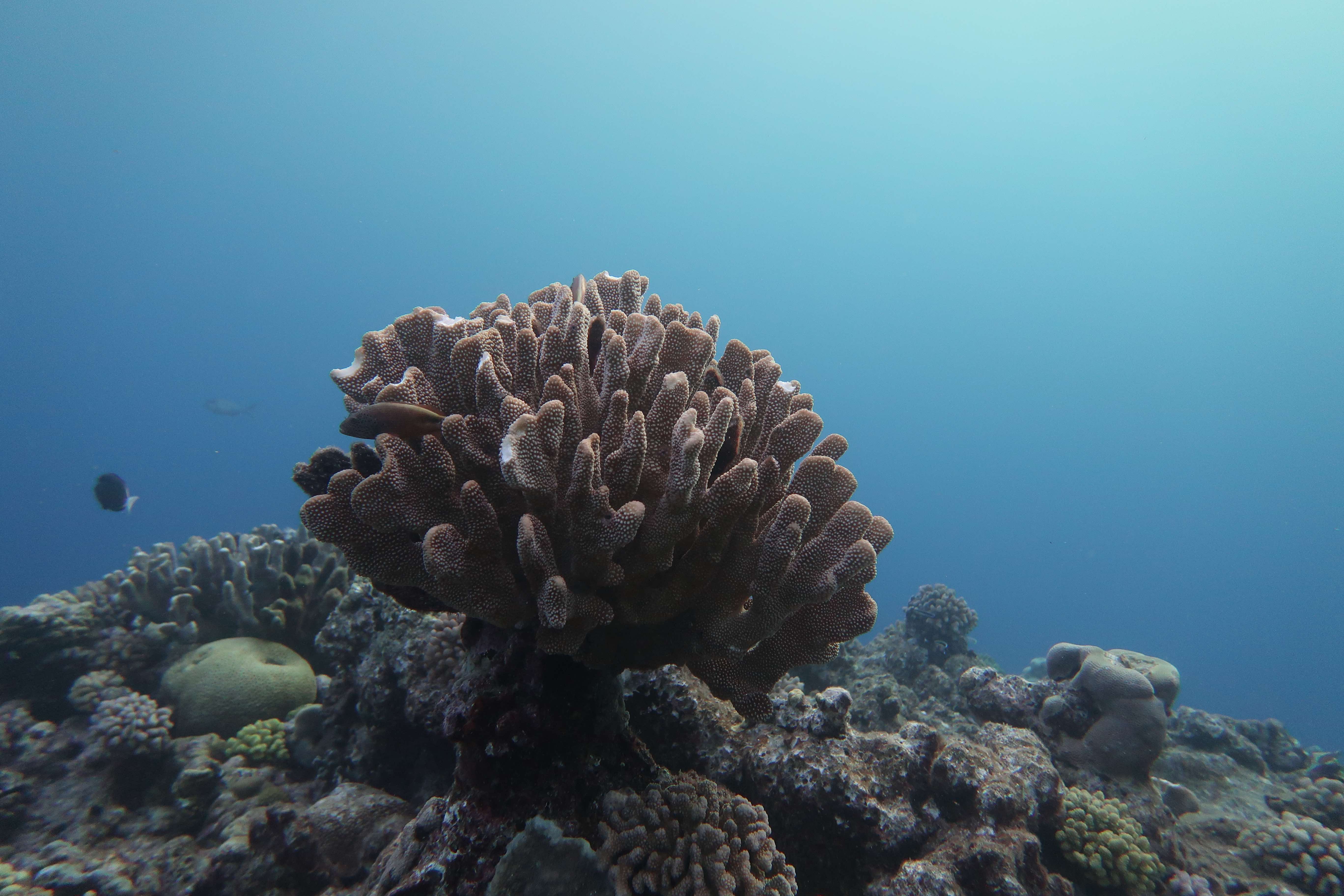 How many corals are there?