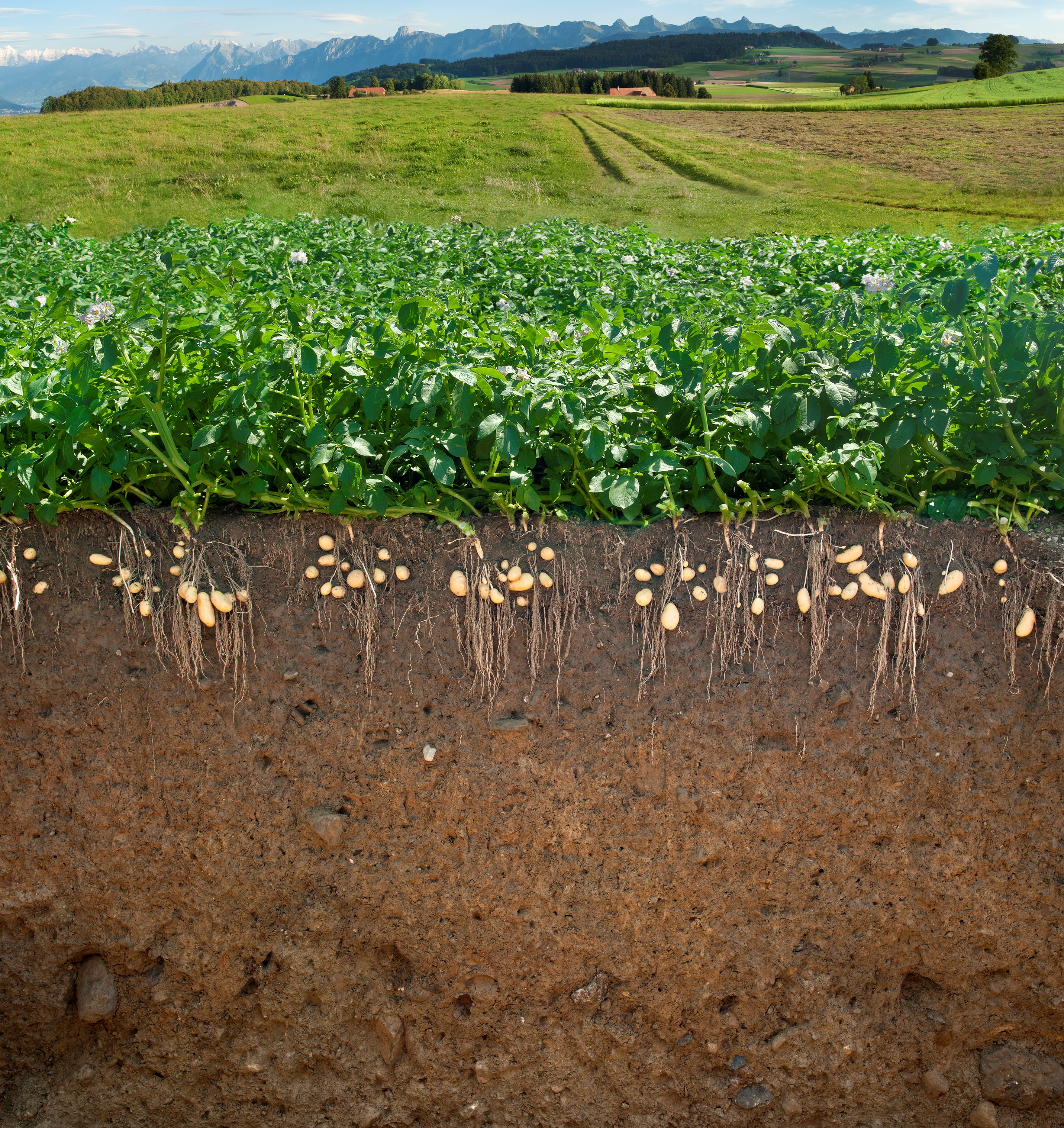 A missed opportunity for efficient nutrient use
