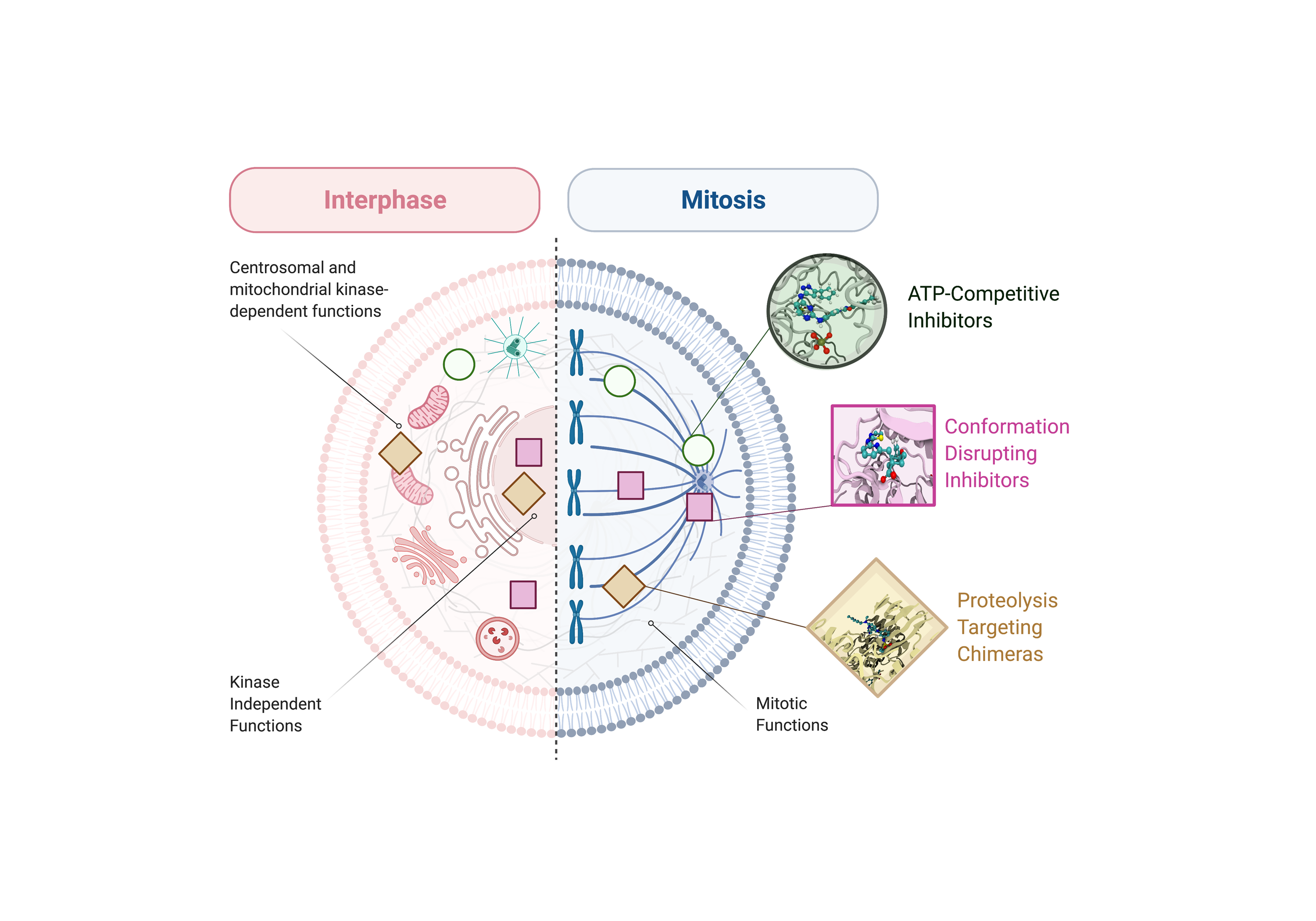 A literature survey highlights oncogenic roles of nuclear Aurora-A and suggests novel therapeutic approaches in cancer 