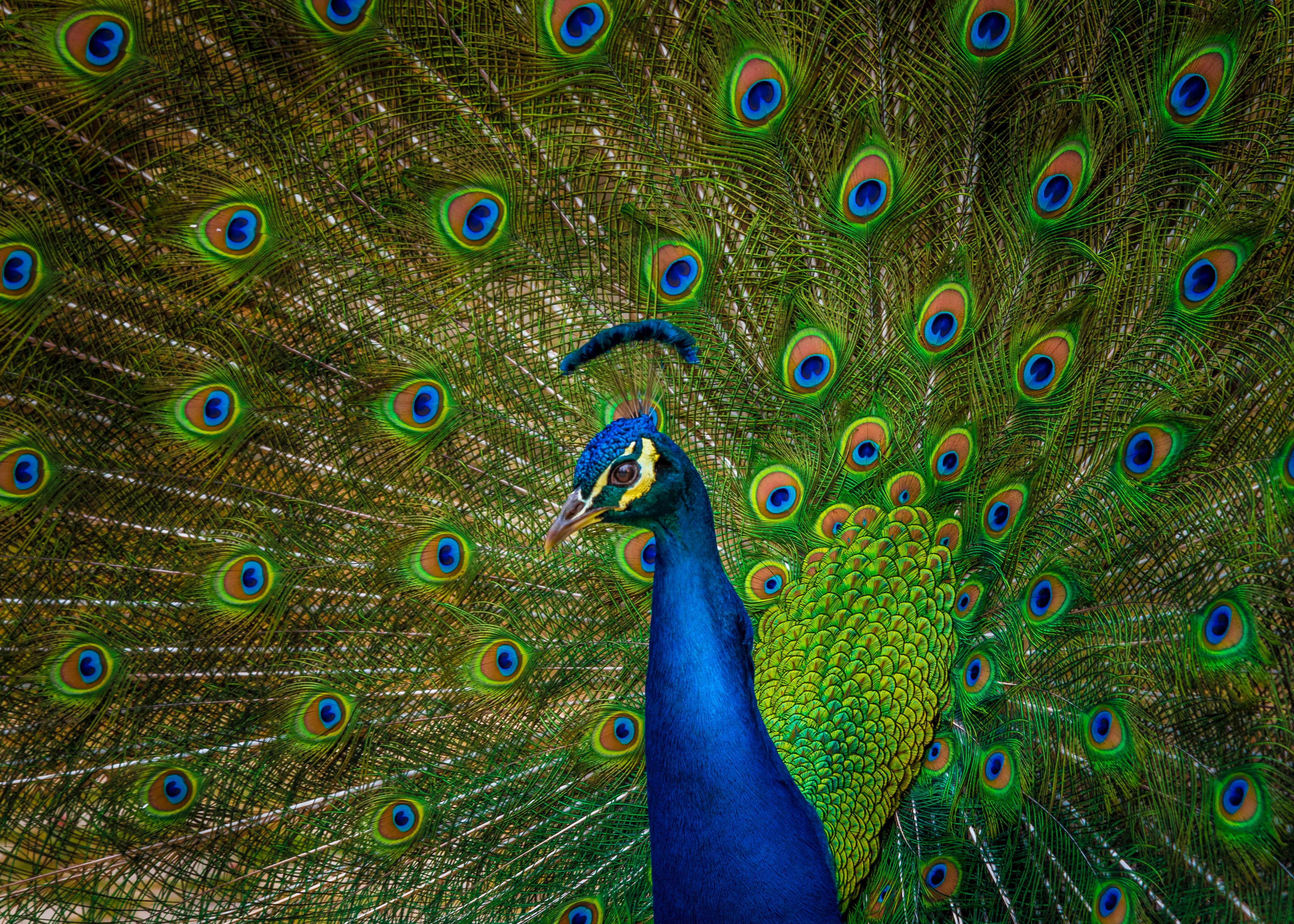 GDF's new Conservation and Communities Fellowship: call for applications now open!