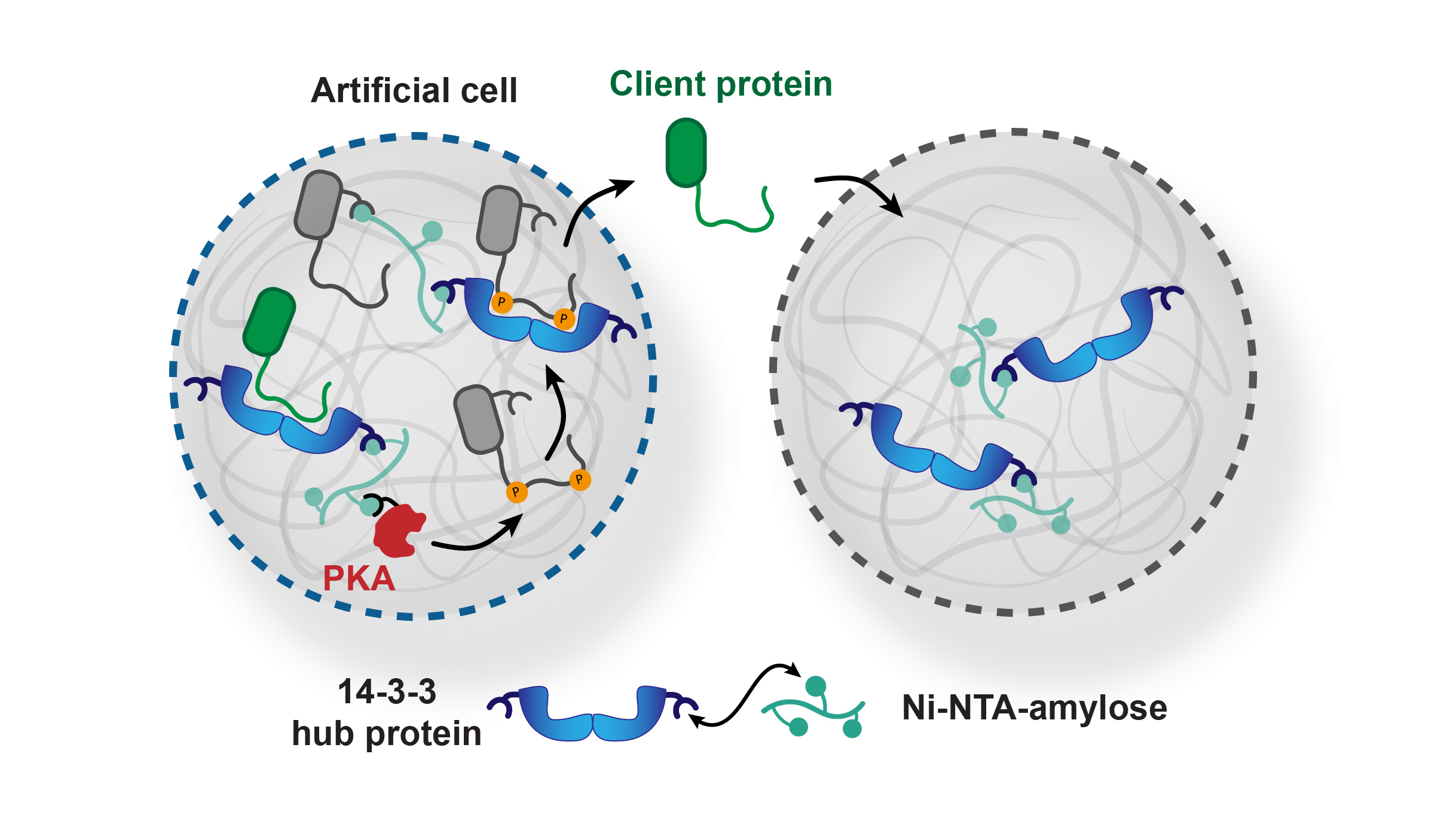 Artificial cells compete for proteins