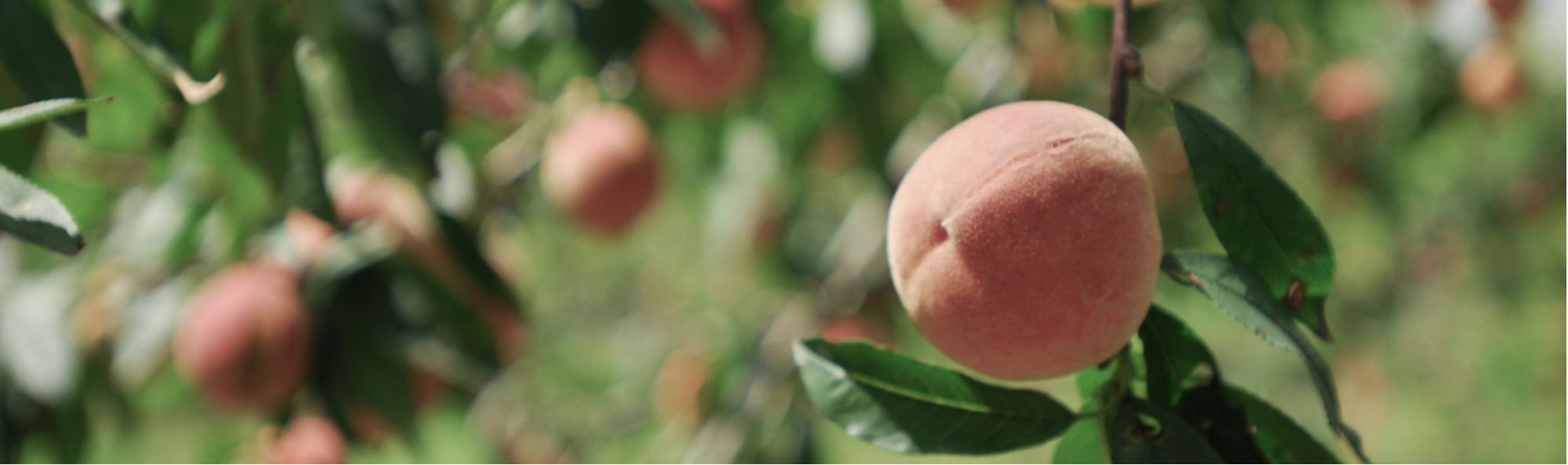PeachSNP170K: From Genomics to Breeding — A Genotyping Tool for Trait Dissection and Improvement in Peach