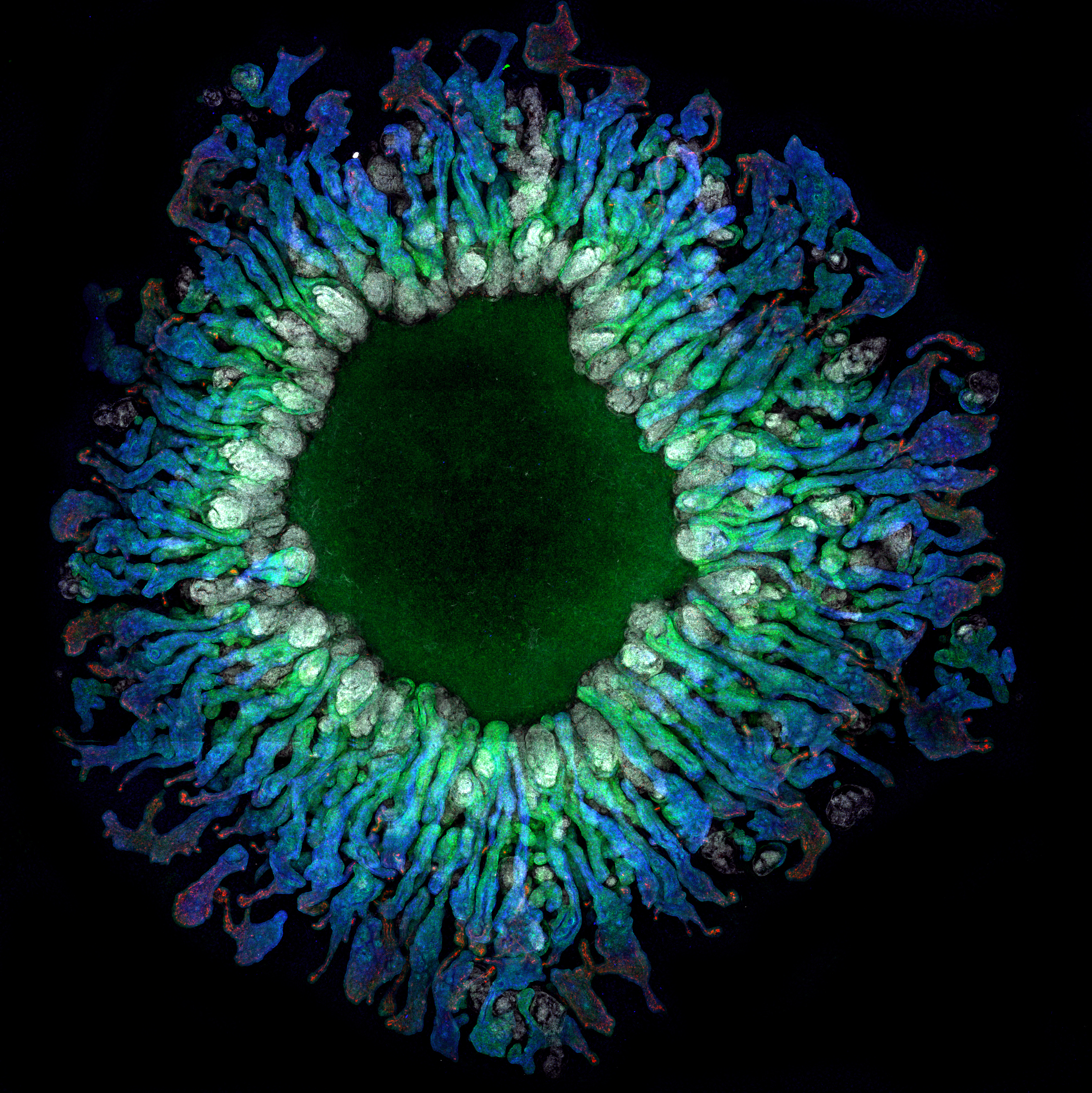 Growing functional kidney proximal tubules from stem cells