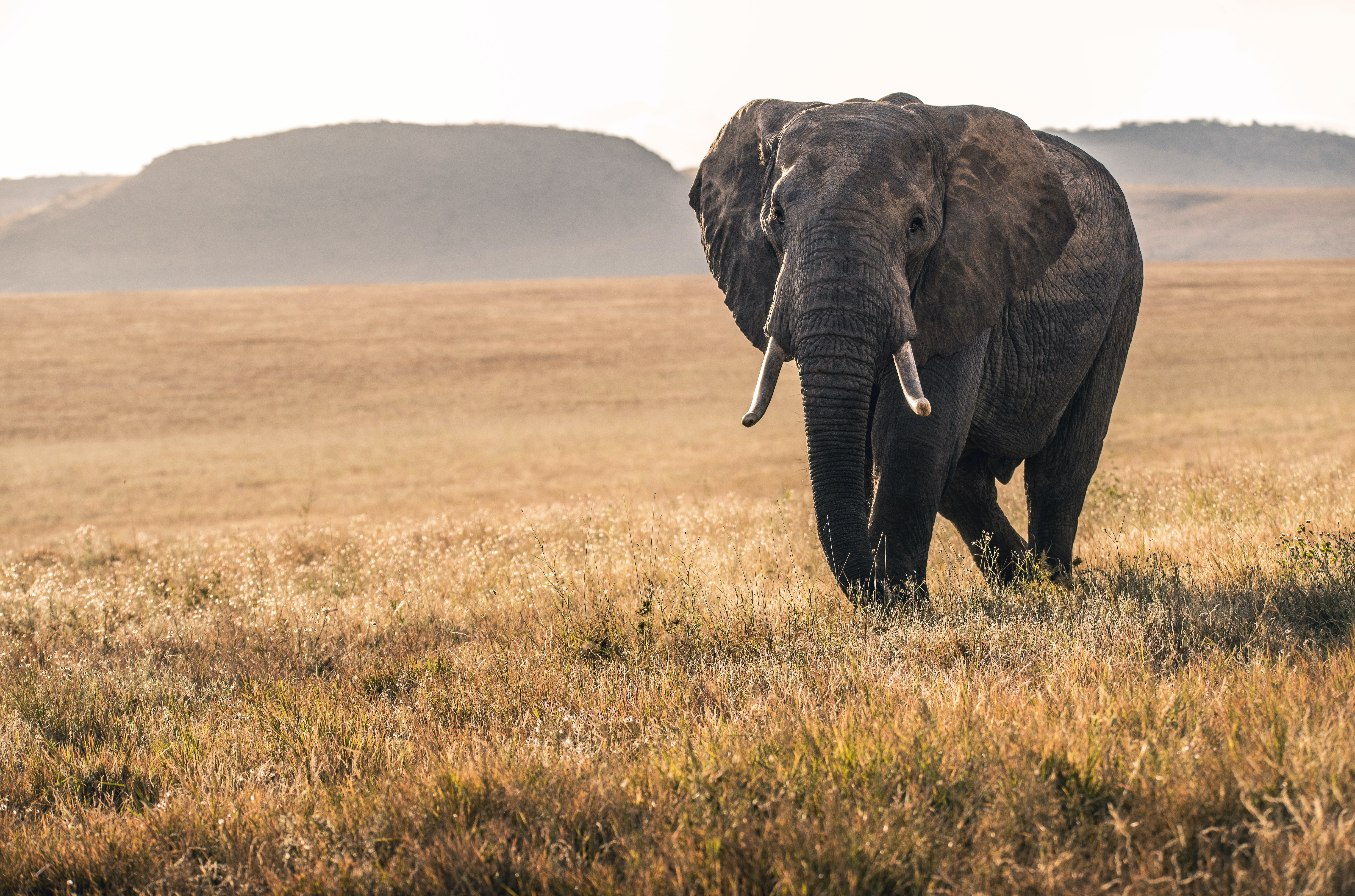Project Management for Wildlife Conservation