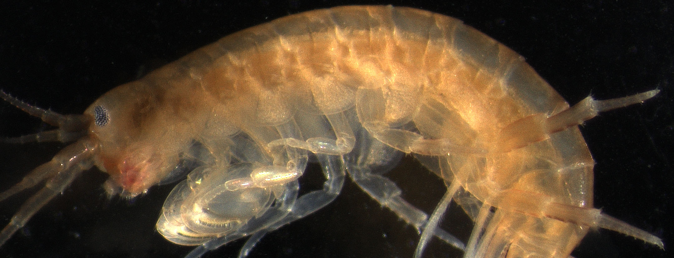 The hunt for crustacean wings