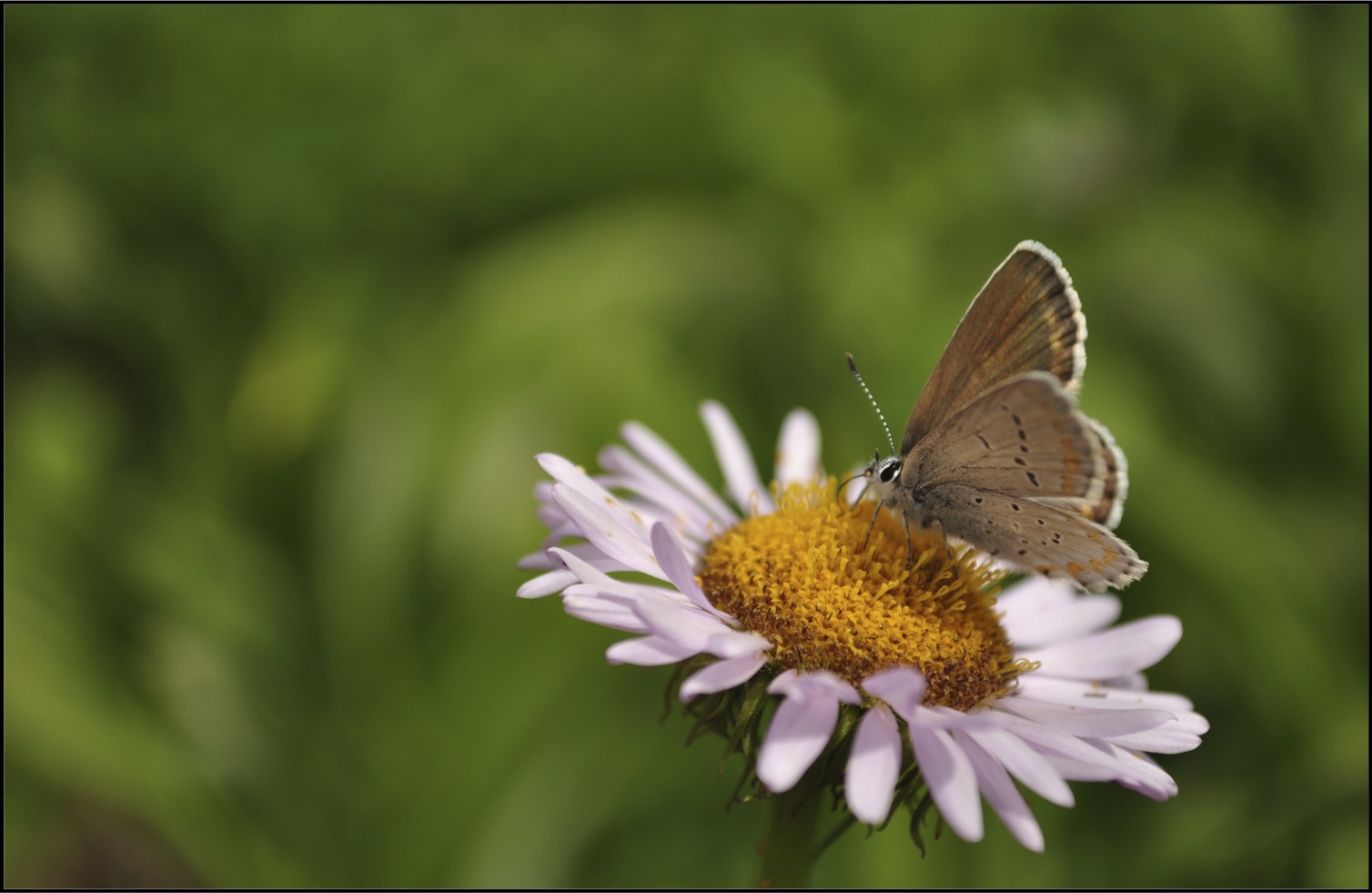 Predicting trophic mismatch under climate change
