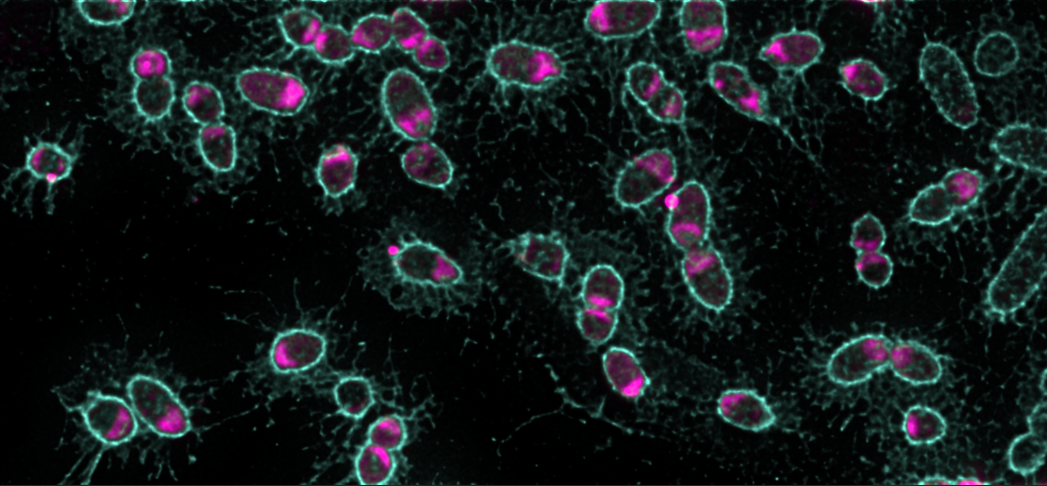 Genetic analysis of a mucus loving bacterium  