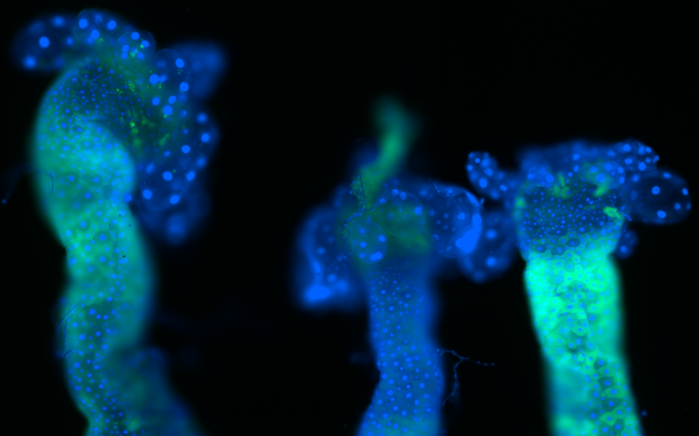 A microbiota off-switch to understand mosquito-bacteria interactions