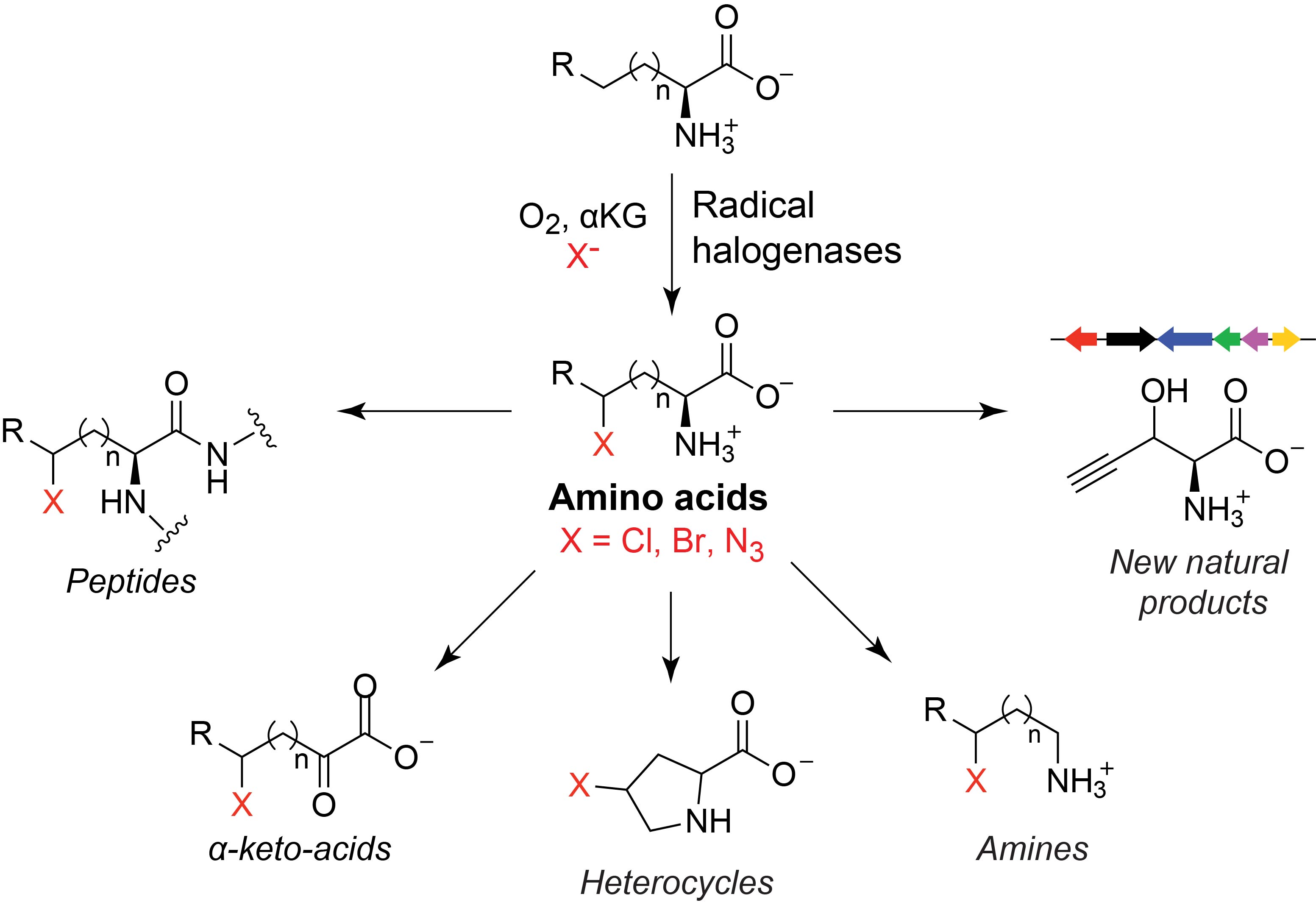 Chlorinating Nature's building blocks