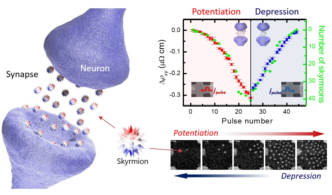 Magnetic skyrmions extend their potential to neuromorphic computing for future AI