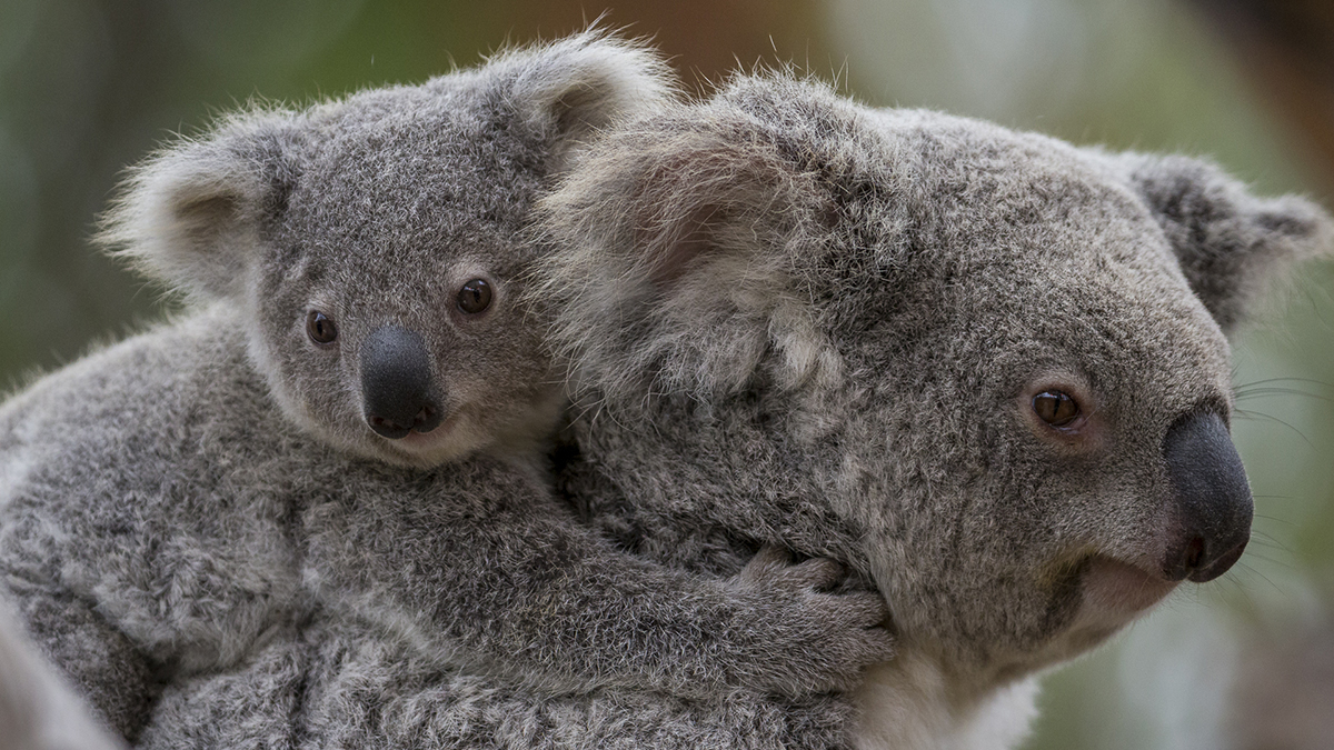 From Retrovirus Evolution to Zoo Management: A Genomic Approach to Koala Health