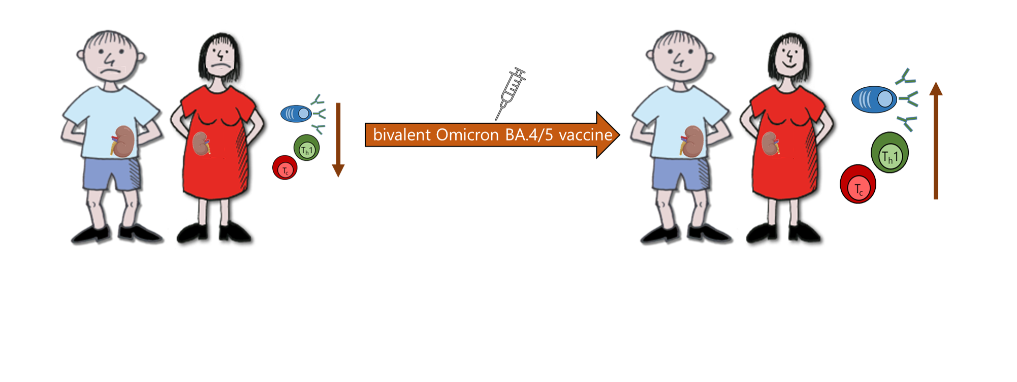 Potent induction of humoral and cellular immunity after bivalent BA.4/5 mRNA vaccination in dialysis patients