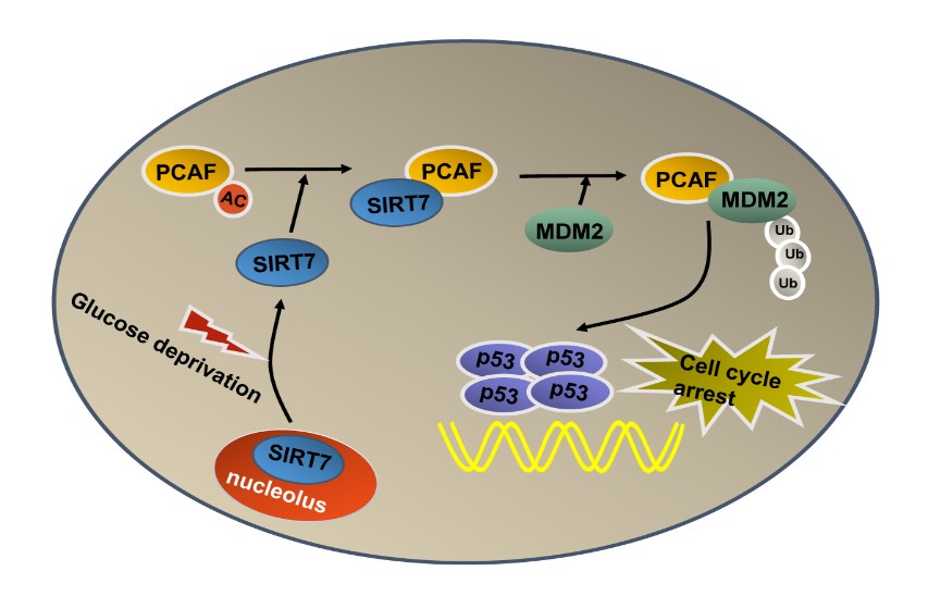 SIRT7 activates p53 by enhancing PCAF-mediated MDM2 degradation to arrest the cell cycle