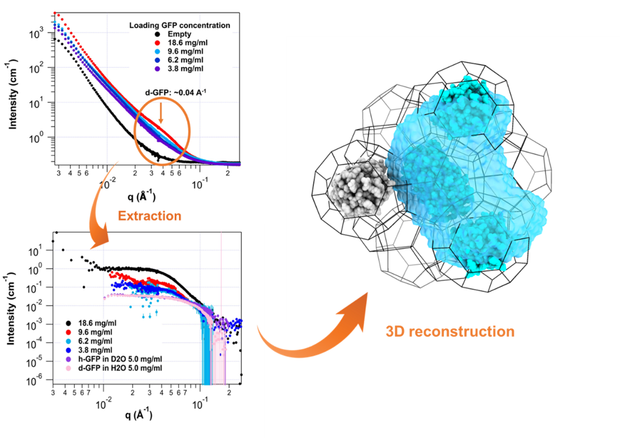 Spatially Confined Protein Assembly in Hierarchical Mesoporous Metal-Organic Framework