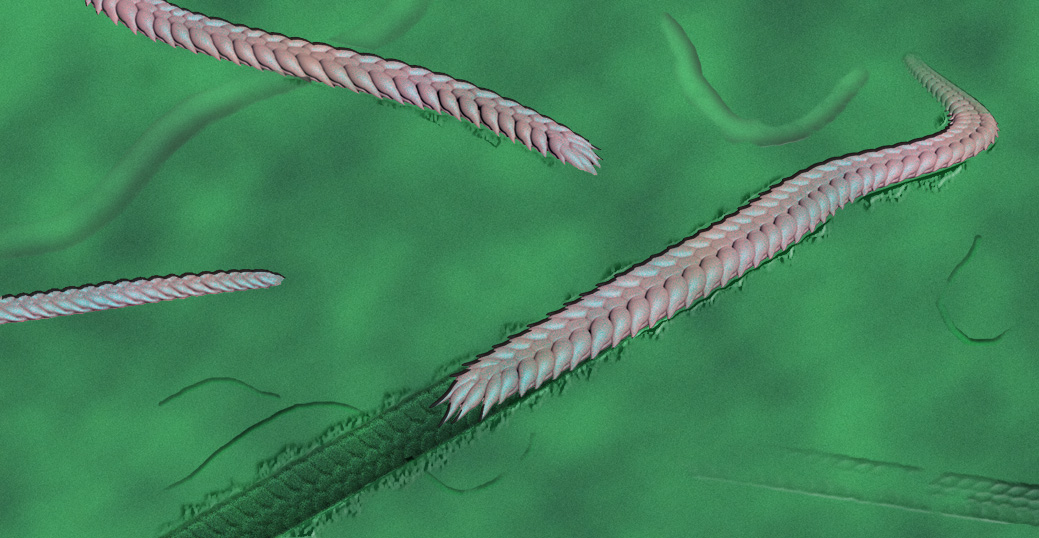A noble finish: the last march of an ancient buggy worm